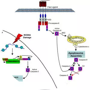 Caspase - Protein