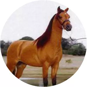 Caspian horse - Horse breed
