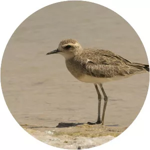 Caspian plover