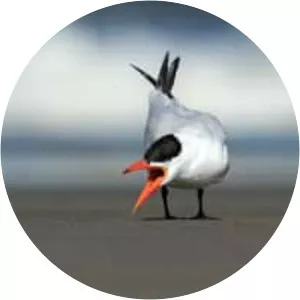 Caspian tern
