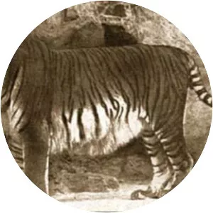Caspian tiger