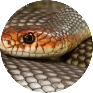 Caspian whipsnake - Reptile