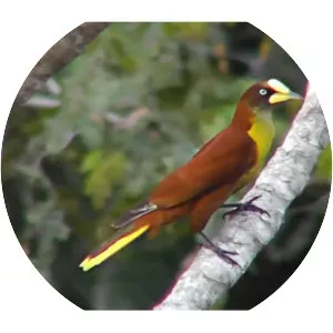 Casqued oropendola