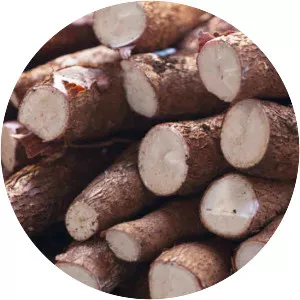 Cassava photograph
