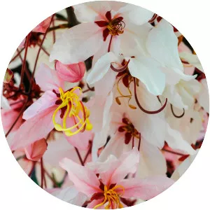 Cassia bakeriana Craib - Plants