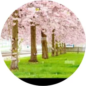 Cassia bakeriana - Plants