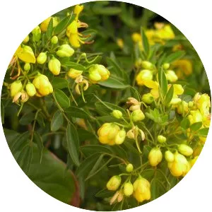 Cassia surattensis - 