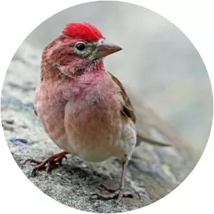 Cassin's finch - Bird