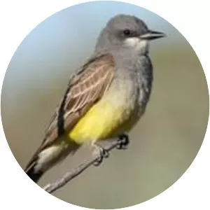 Cassin's kingbird