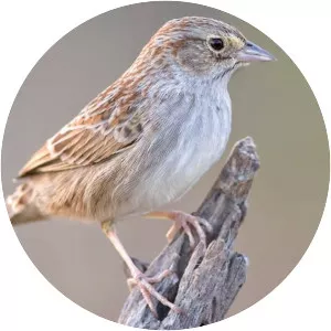 Cassin's sparrow - Birds