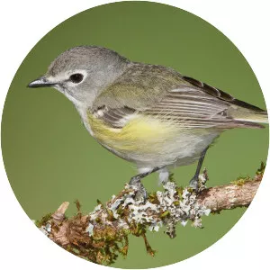 Cassin's vireo