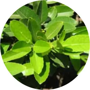 Cassine orientalis - 