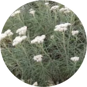 Cassinia longifolia - 