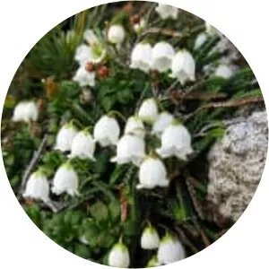 Cassiope lycopodioides