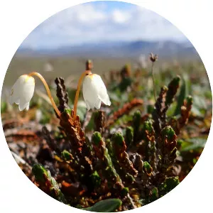 Cassiope tetragona - Plants