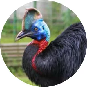 Cassowary