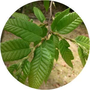 Castanea crenata
