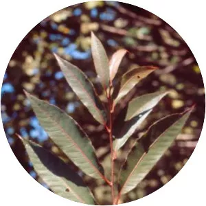 Castanea henryi
