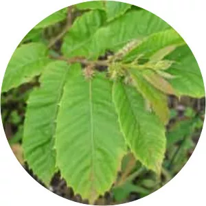 Castanea seguinii