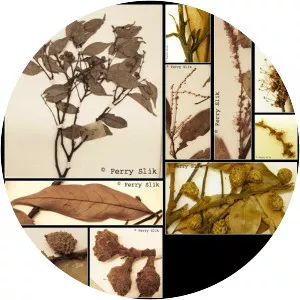 Castanopsis acuminatissima