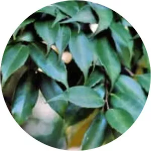 Castanopsis - Plants