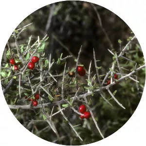 Castela tortuosa - Plants