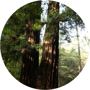 castello di sammezzano sequoia gemella sempervirens gigante