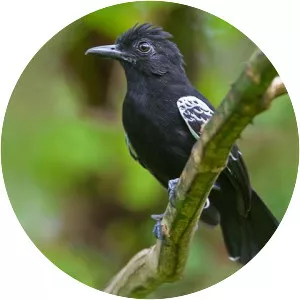 Castelnau's antshrike