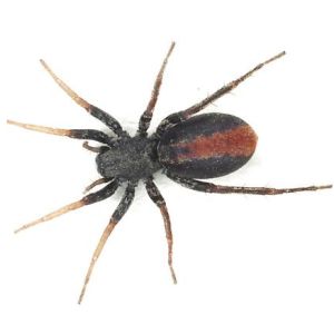 Castianeira descripta - 