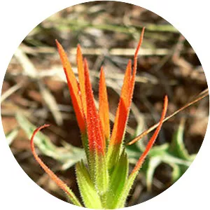 Castilleja minor