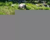 Castle Crest Wildflower Garden - 