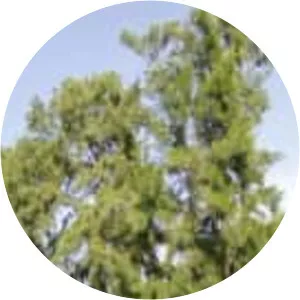 Casuarina cunninghamiana