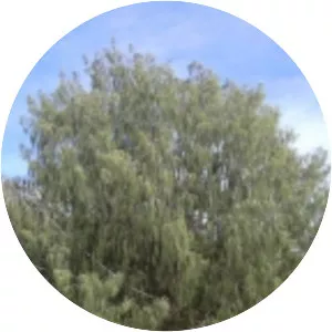 Casuarina equisetifolia
