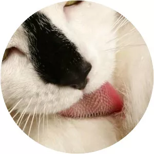 Cat tongue