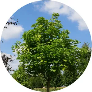 Catalpa bignonioides