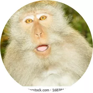 Catarrhini - Primate