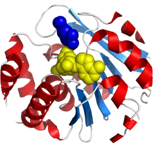 Catechol-O-methyltransferase - Protein