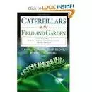 Caterpillars in the Field and Garden: A Field Guide to the Butterfly Caterpillars of North America