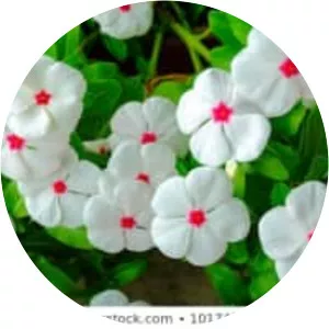 Catharanthus