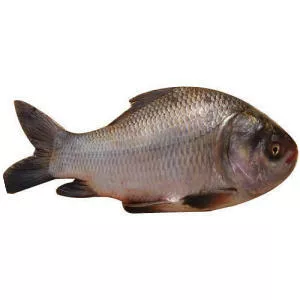 Catla (Hint Sazanı)