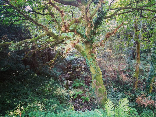 Catoira Park - Park in Spain