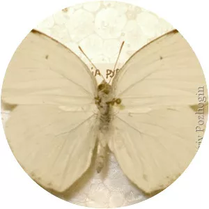 Catopsilia pyranthe