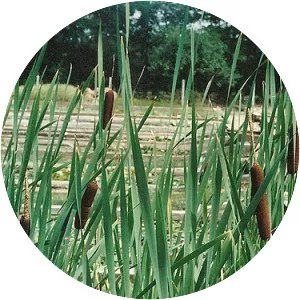 Cattail