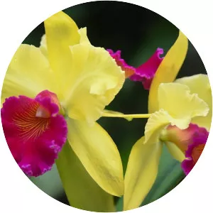 Cattleya orchids - Plants