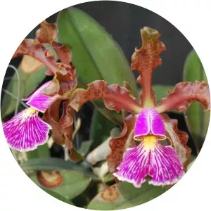 Cattleya schilleriana