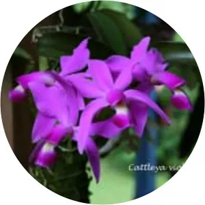 Cattleya violacea