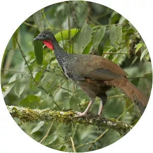 Cauca guan