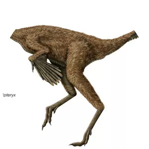 Caudipteryx