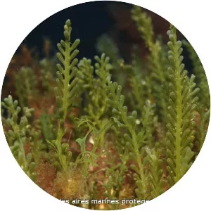 Caulerpa cylindracea