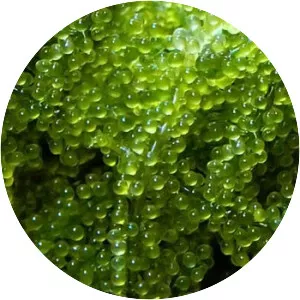 Caulerpa lentillifera